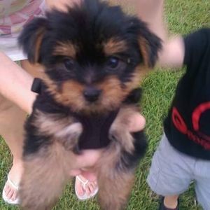 Meet your Posher, Imogene